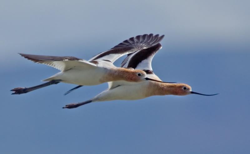 American Avocets, Shoreline