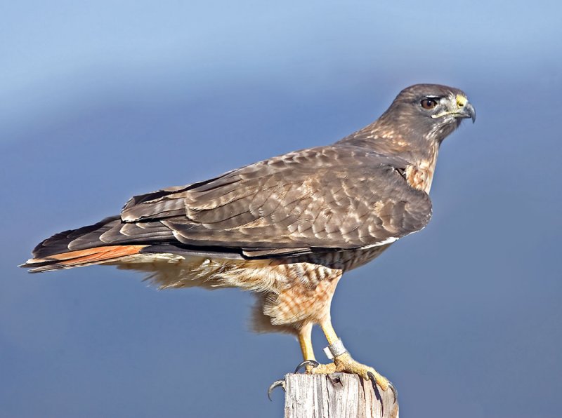 Red-tailed Hawk, Half Moon Bay