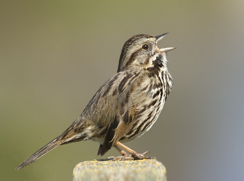 Song Sparrow, Baylands