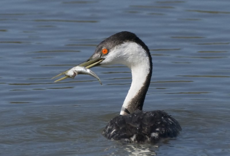 Western Grebe, Baylands