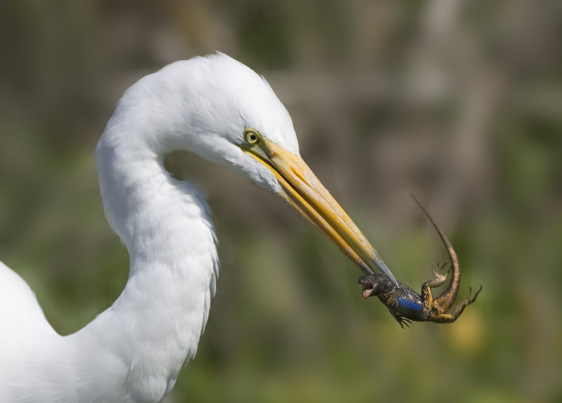 Great Egret with Lizzard, Baylands