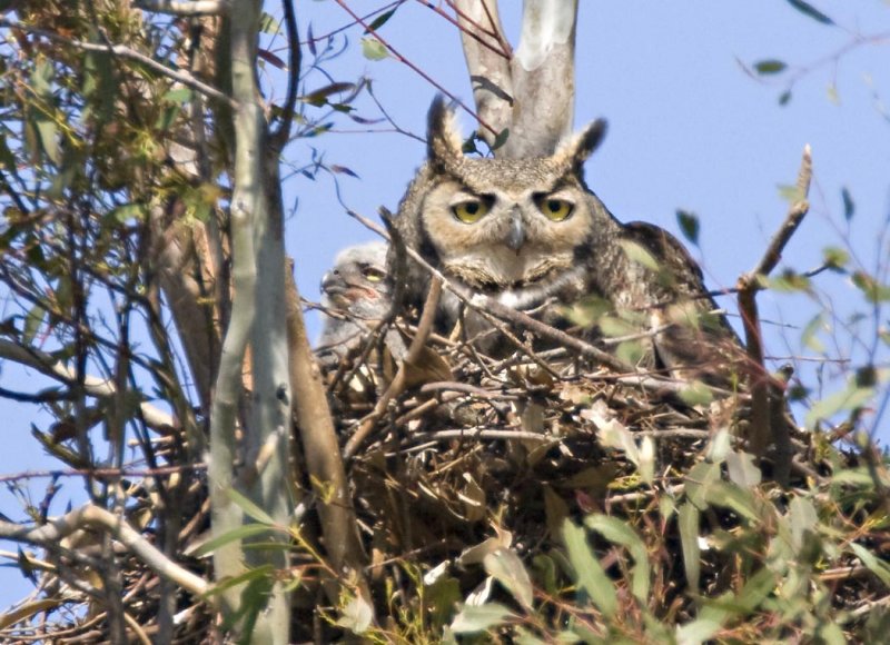 Great Horned Owl with fledgling