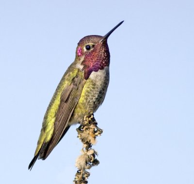 Anna's Hummingbird, Shoreline