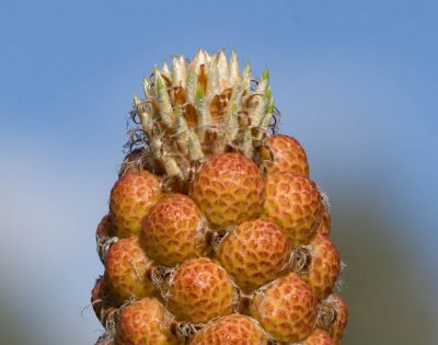 Pinecones to be