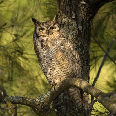 Great Horned Owl, Alumn Rock Park