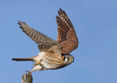 American Kestrel, Half Moon Bay