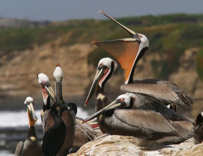 Brown Pelicans, Santa Cruz