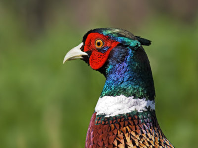 Pheasant, Baylands