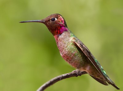 Annas's Hummingbird