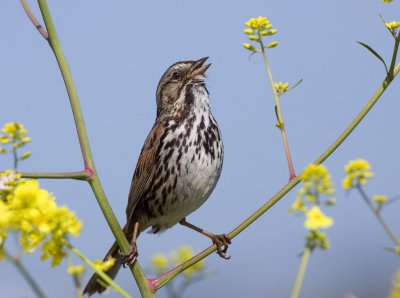 Song Sparrow, Baylands