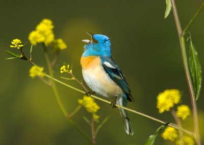 Lazuli Bunting, Rancho San Antonio