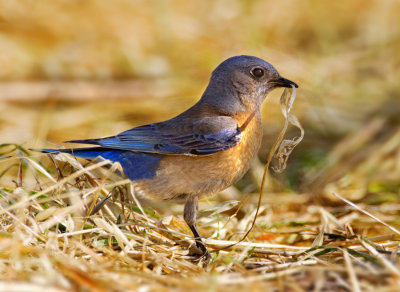 Bluebird picking up nesting material