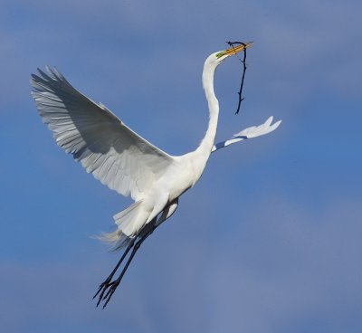 Great Egret, Palo Alto Baylands
