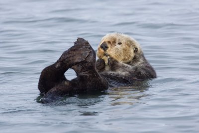 Sea Otter, Moss Landing