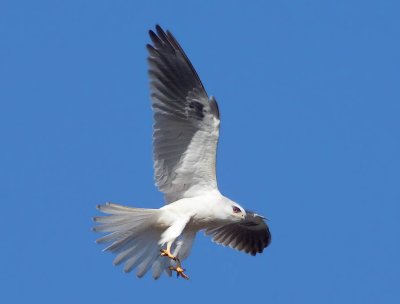 White tailed Kite, Rancho San Antonio