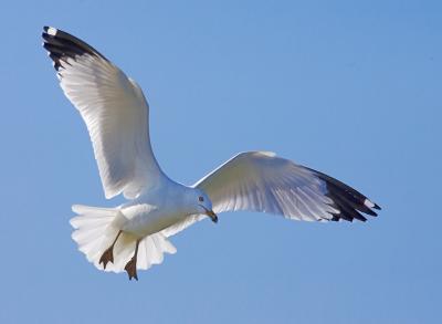 Ring-billed Gull