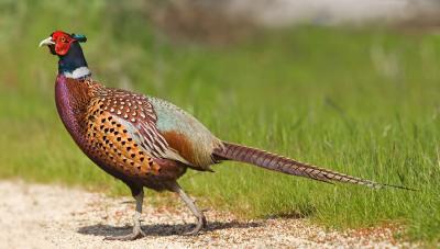 Pheasant