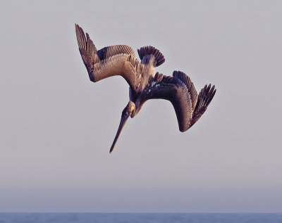 Diving Pelican, Half Moon Bay