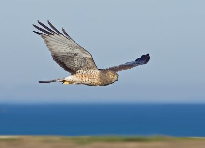 Northern Harrier, Half Moon Bay
