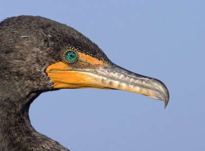 Double-crested Cormorant