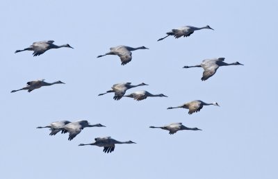 Sandhill Cranes, Merced NWR