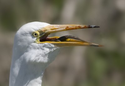 Great Egret swollowing Lizzard