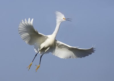 Snowy Egret, Baylands