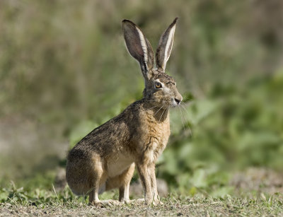 Jack Rabbit, Baylands