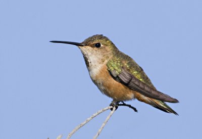 Rufous Hummingbird, Ed Levin