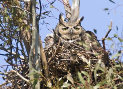 Great Horned Owl with fledgling