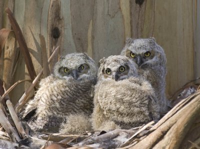 Great Horned Owl Fledglings, Berkeley