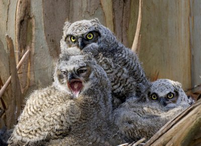 Great Horned Owl Fledglings, Berkeley
