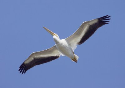 White Pelican, Baylands