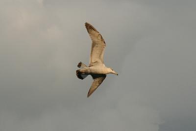 IMG_5271.JPG