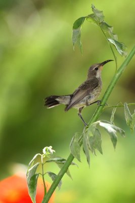 birds