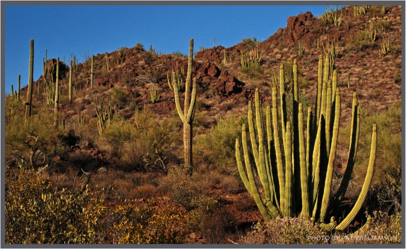 Pipe Organ Cactus