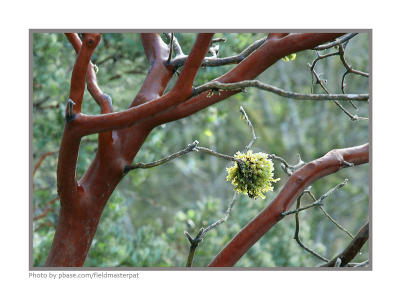 Mossball in Madrona