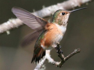 Hummers in Trees (Myrtle Point Oregon)