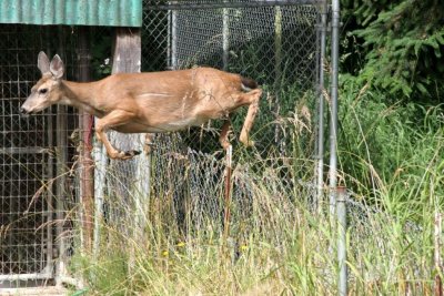 My DEER between Myrtle Point and Bandon OR.