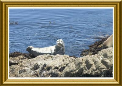 Seals