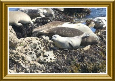 Seals