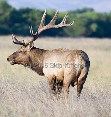 Merced Wild Life California