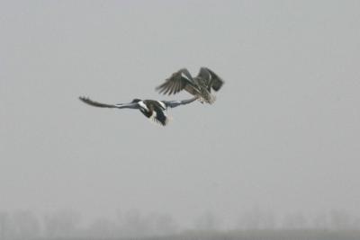 Merced Wild Life California
