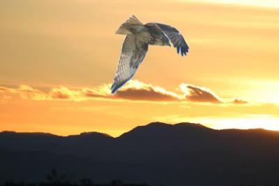 Birds of Prey