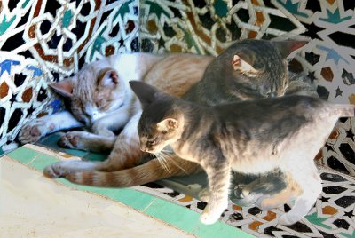 As I was leaving the medrassa, I noticed these 3 cats who had made themselves at home in a nook among some mosaic tiles.