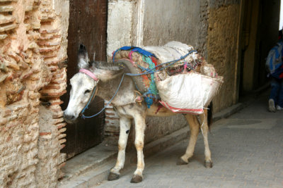 These mules are known as medina taxis in Morocco.