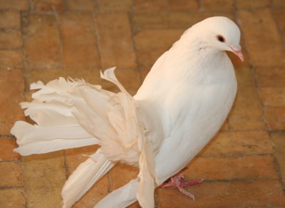 Close-up of one of the doves.