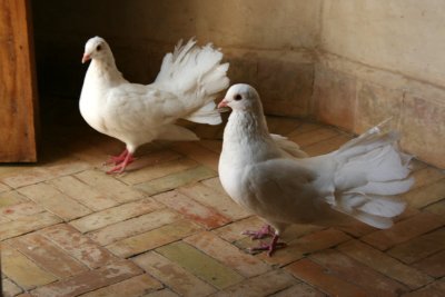 I climbed up to the roof of the Nejjarine Museum of Wood Arts and saw these two doves.