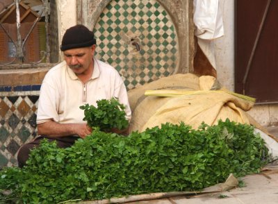 I saw this mint vendor at one of the souks in Fès.