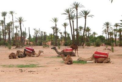 My tour guide drove me by these camels in their natural habitat in Marrakech.